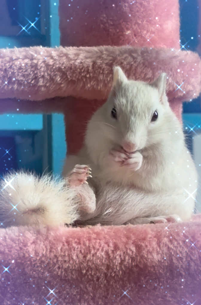 @Jenny&Skippi🐿️ TeamV🐿️u🦔🏰