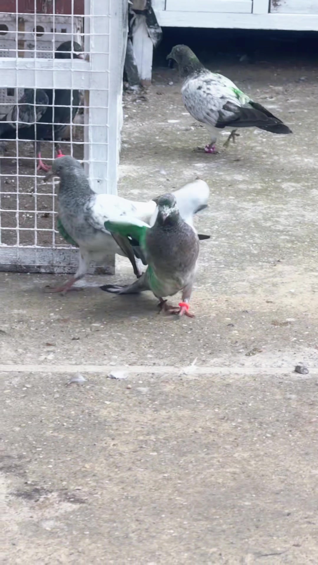 @DKB🇵🇰ĦighFlyerPigeonClub 🕊️