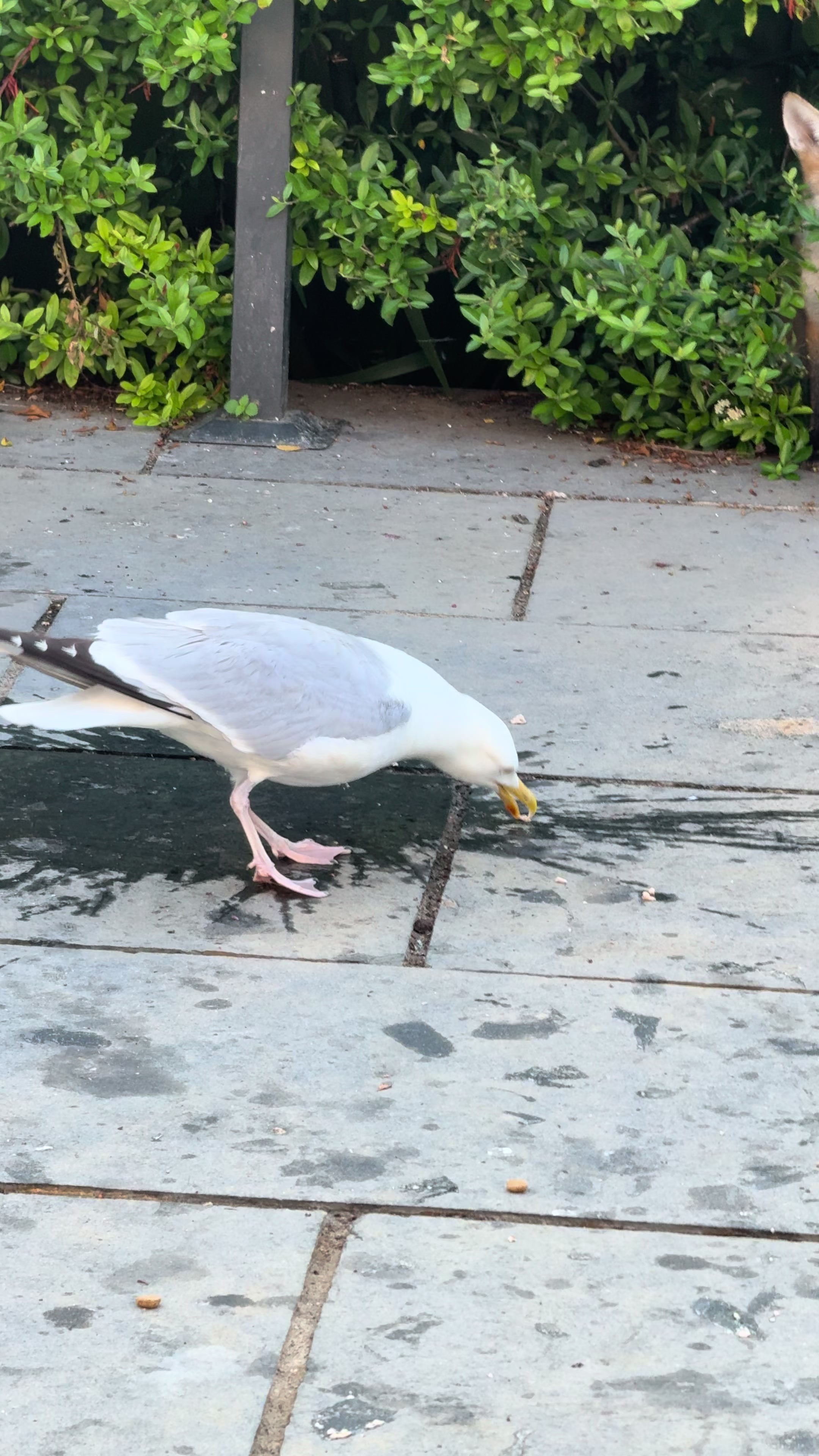 @gp_wildlife