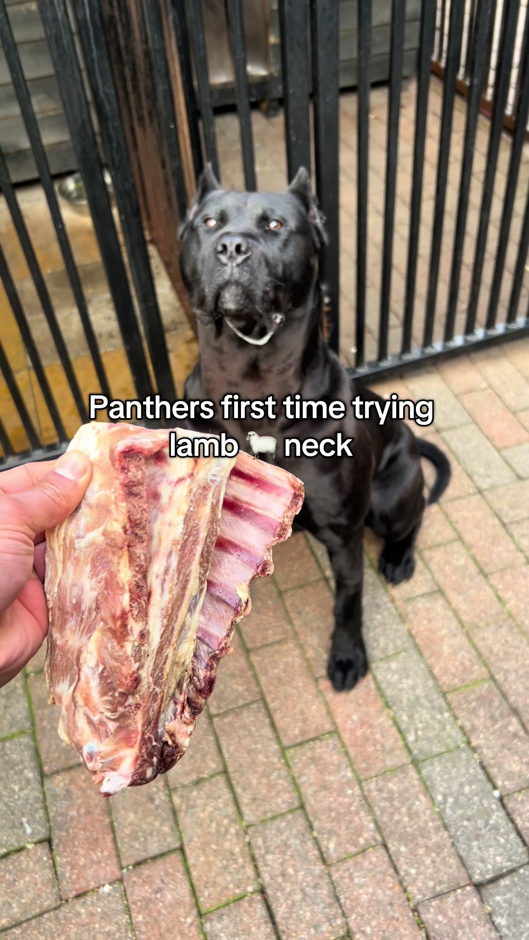 @loyal_pantherr