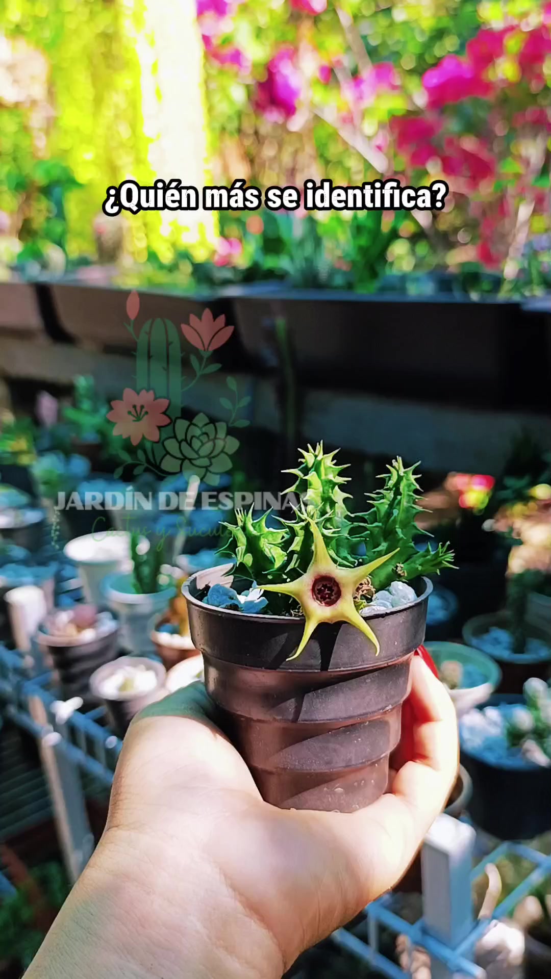@CACTUS JARDIN DE ESPINAS