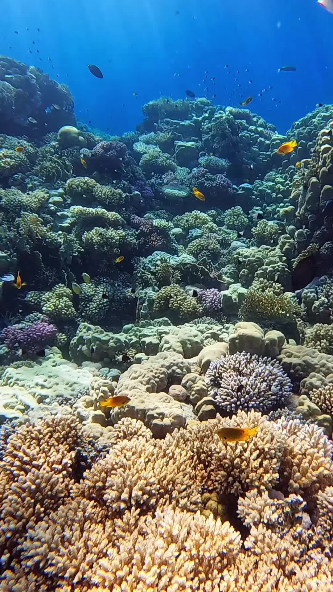 @Our Underwater Universe