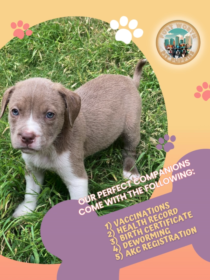 @Fort Worth Pit Puppies
