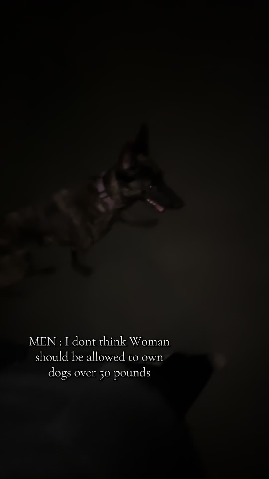 @die.hunde.mafia2