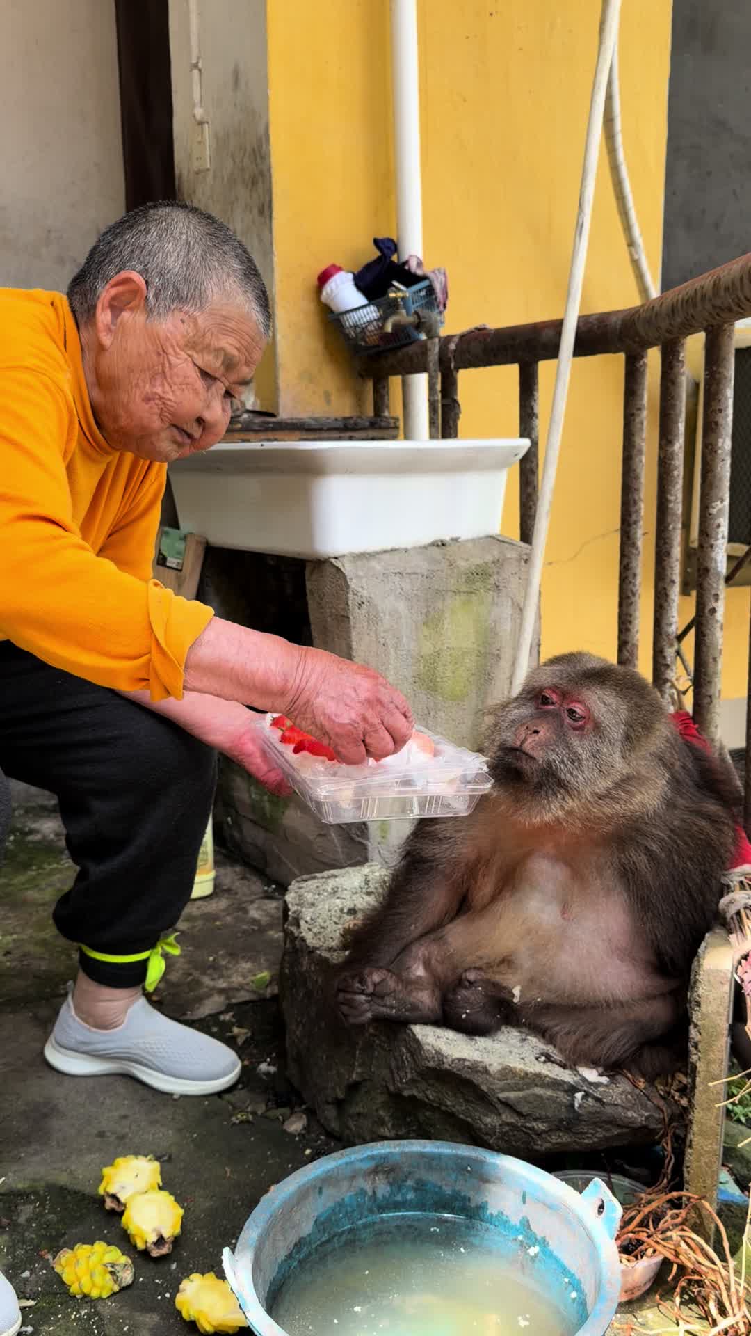 @xingxing.themonkey