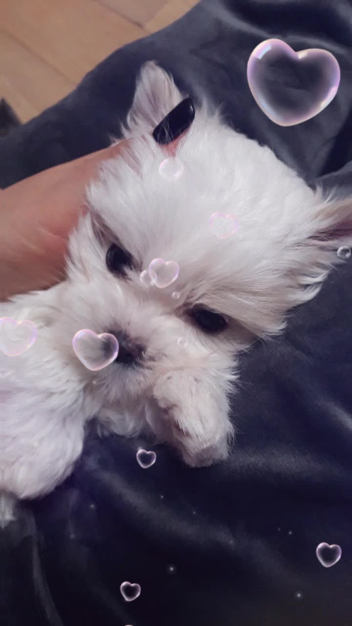 @구름이의 일상