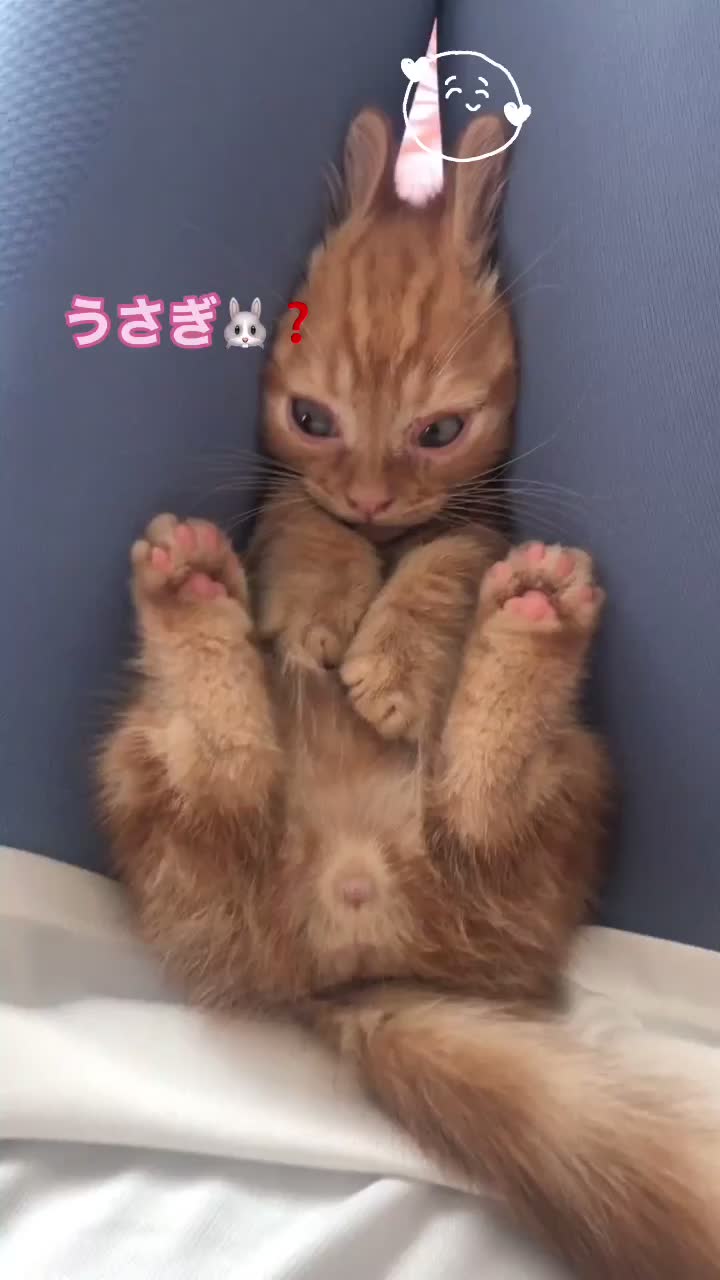 @大福兄弟😽