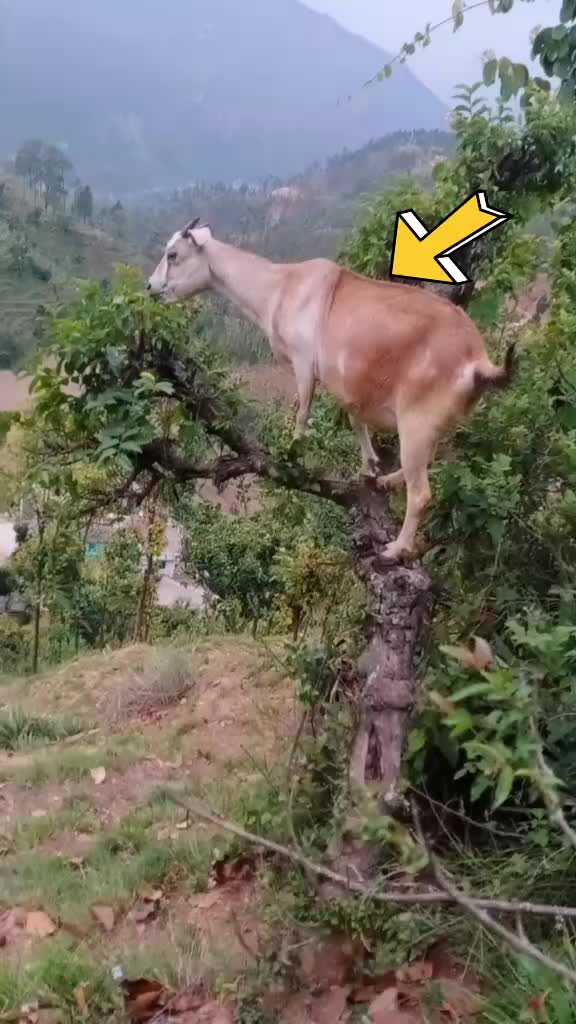 @pyar ka diwana