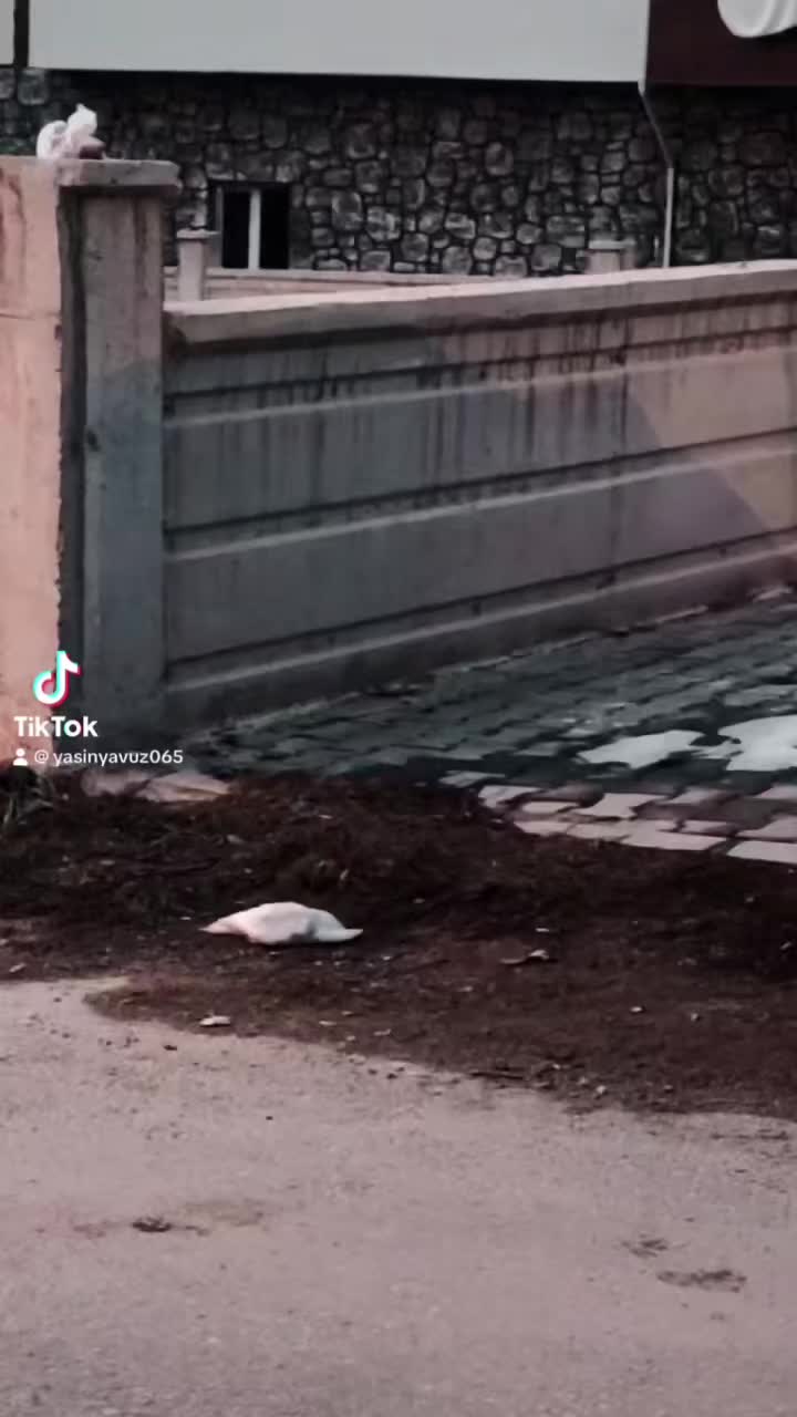@yasin yavuz