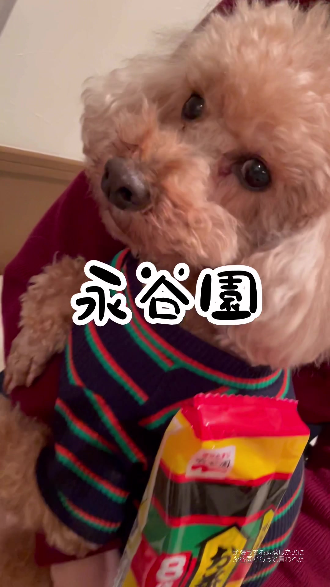 @みゆといぬ。