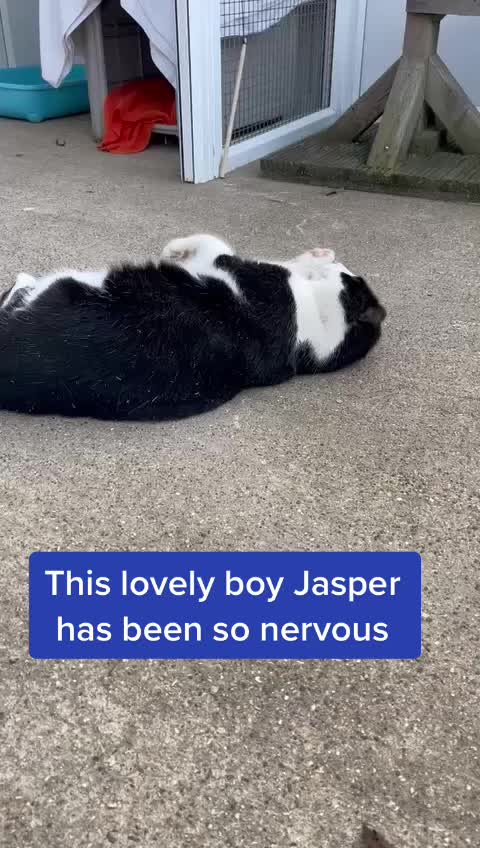 @LeicesterAnimalAid
