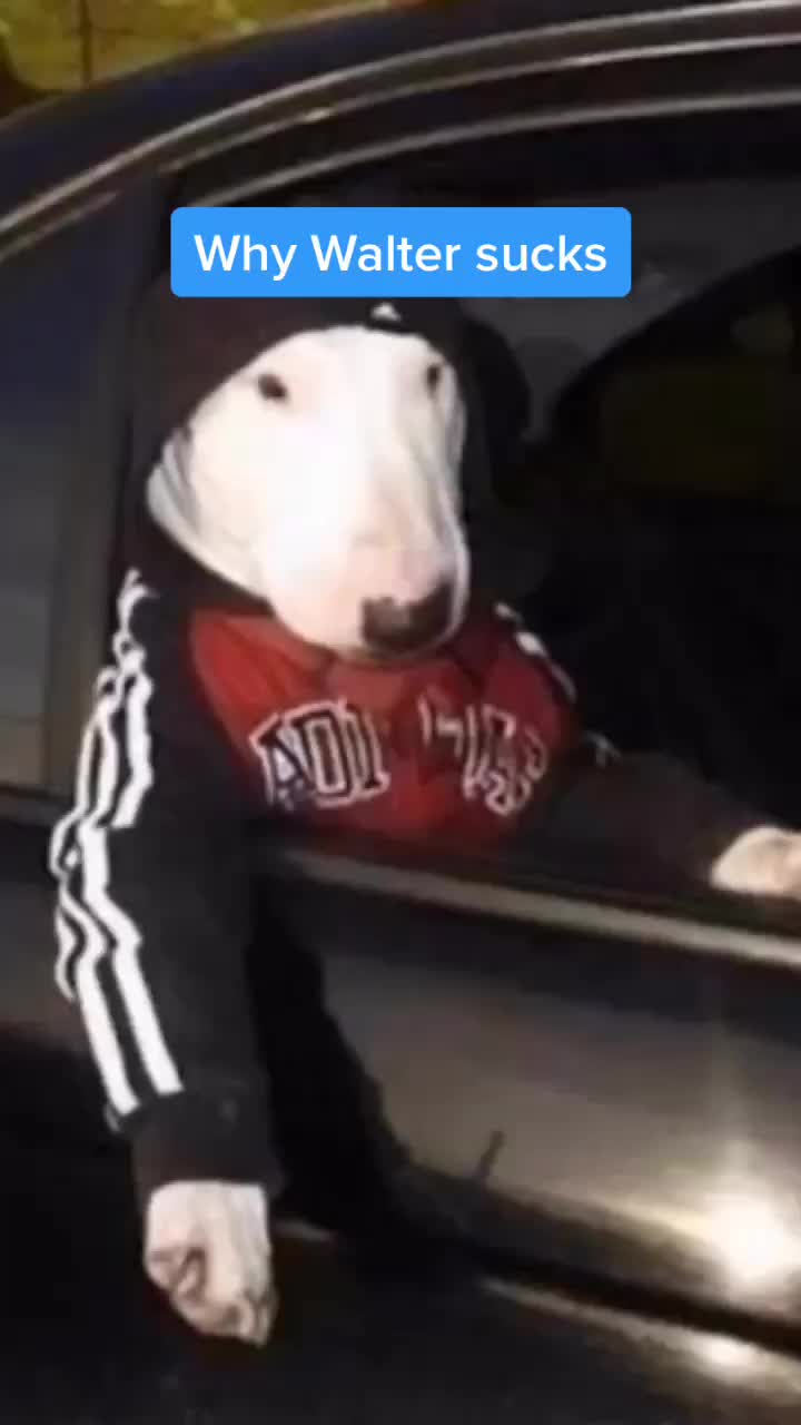 @WalterDog