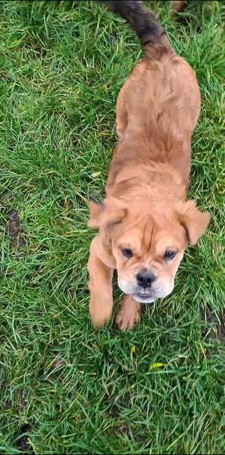 @howlvalley kennels