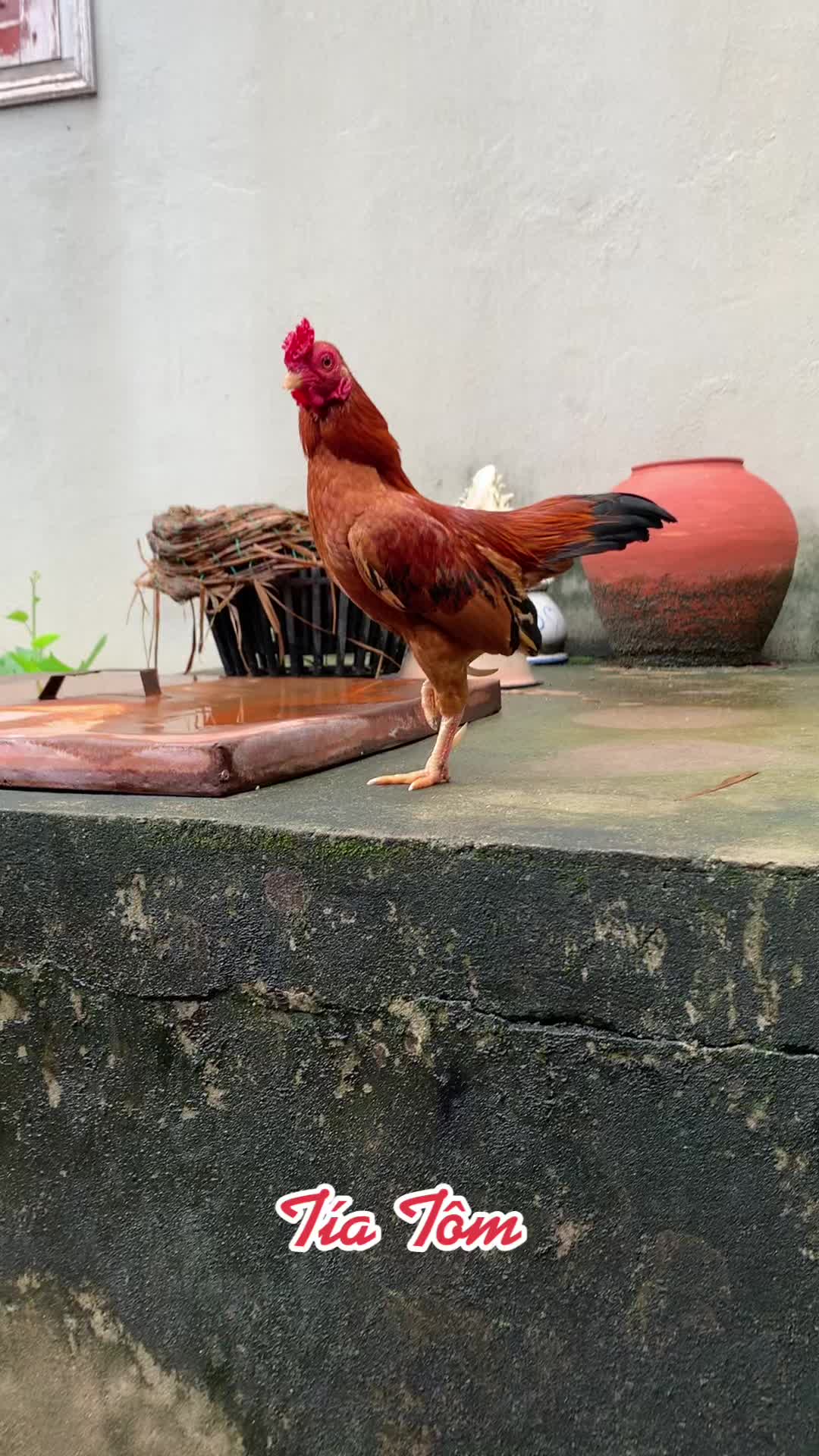 @Eddy Hoàng Gà Tre Bắc Cộc