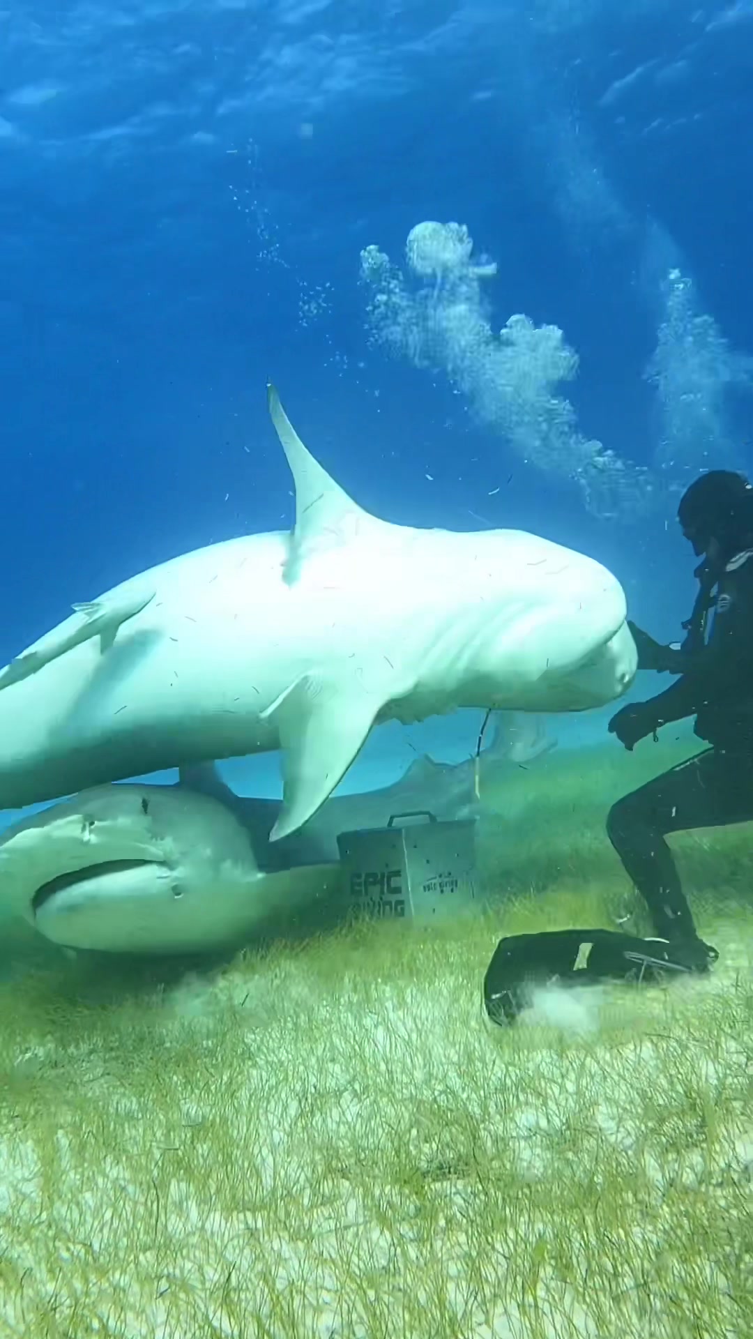 @SCUBA&ensp;DAN&ensp;🦈