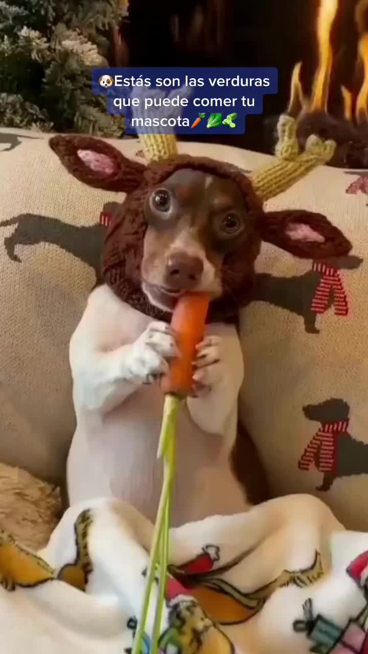 @mascotasfelices