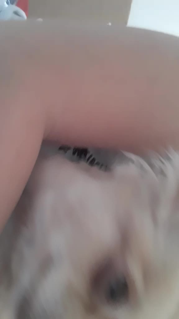 @sissi_dog