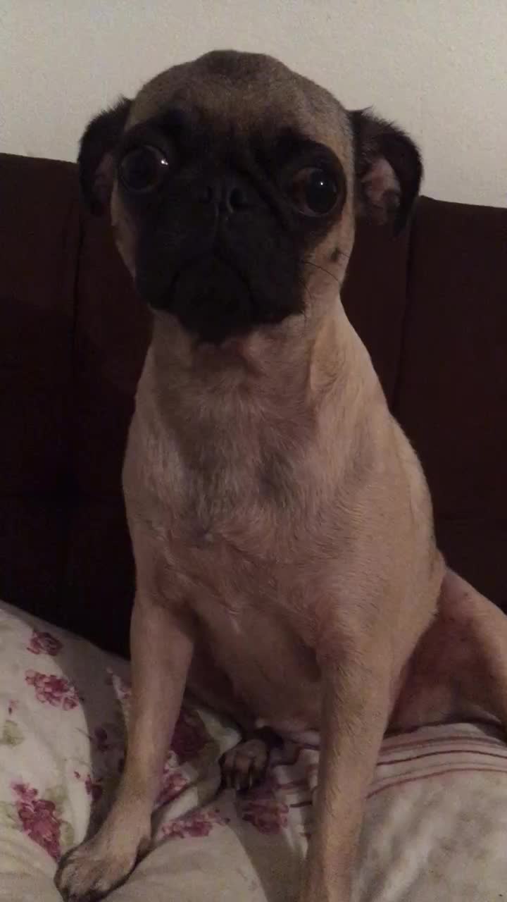 @Pug_kinder