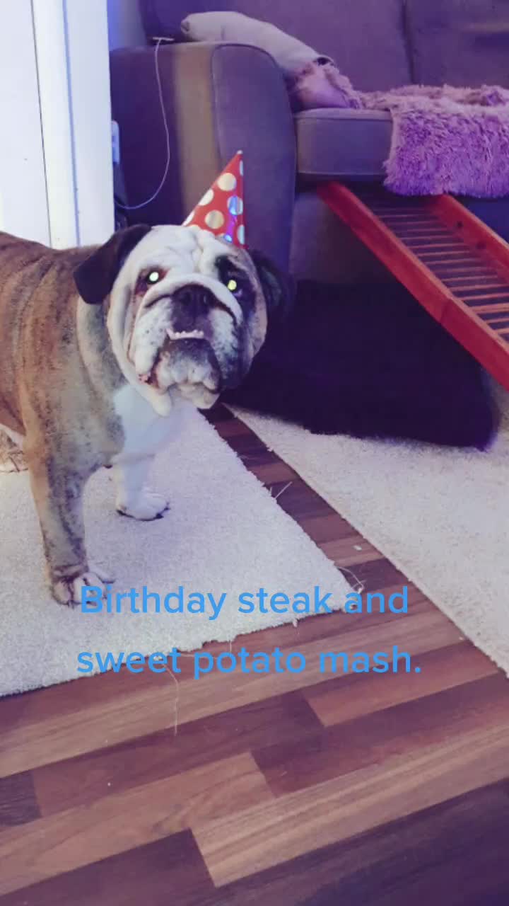 @bulldogCoco