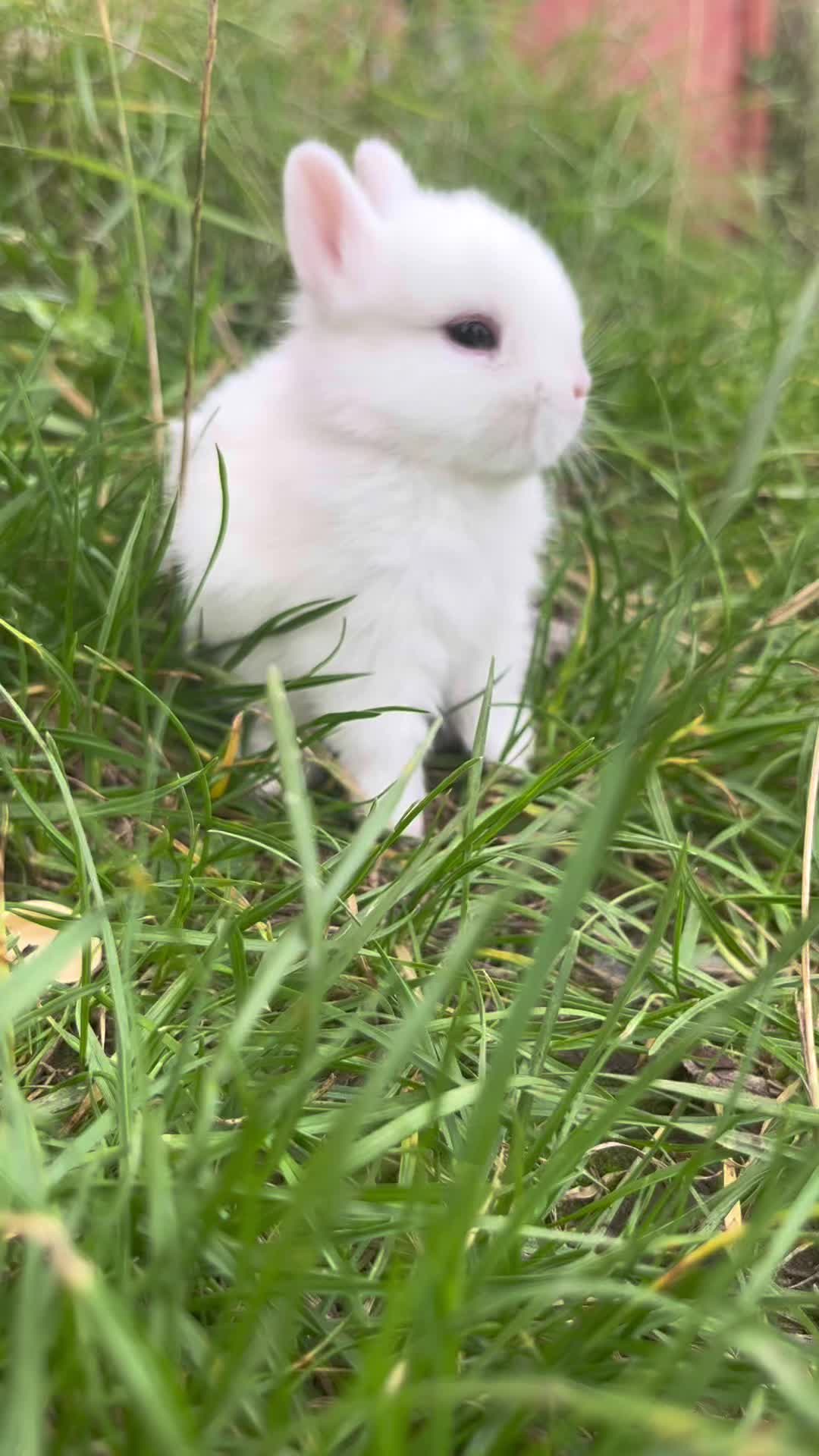 @Cvetirabbitvet
