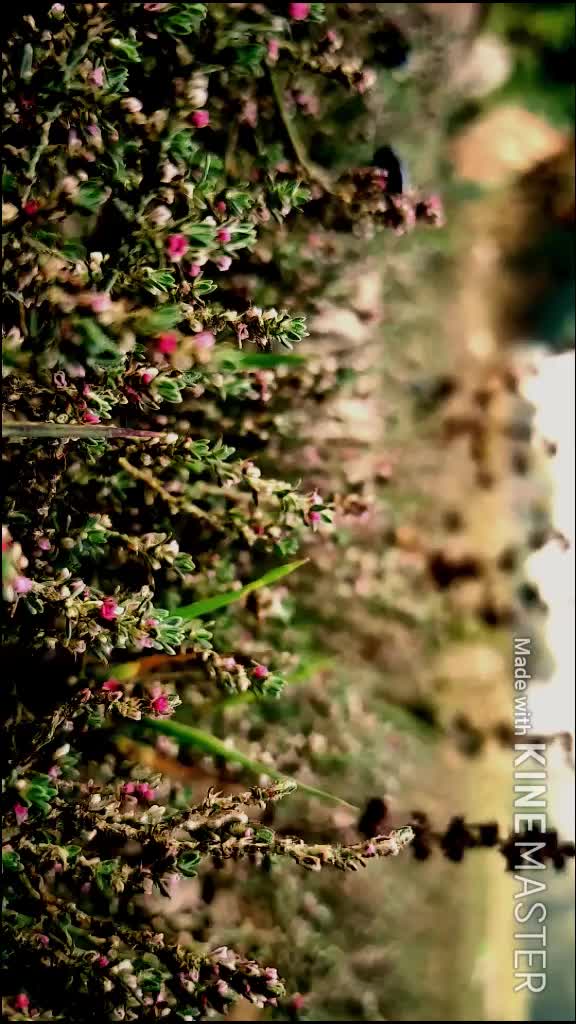 @ankush_mj0