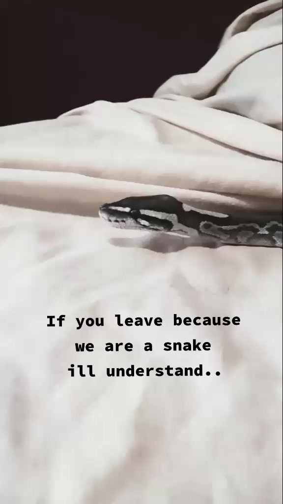@🐑🐑