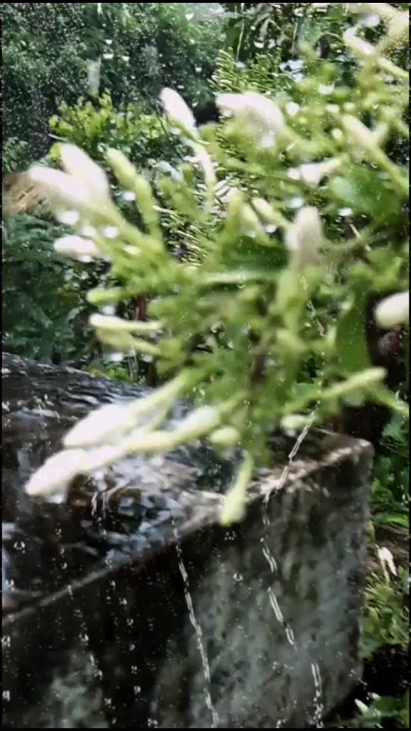 @sivanjali m pai