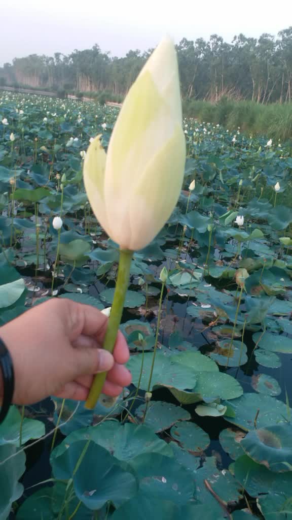 @user401762011496