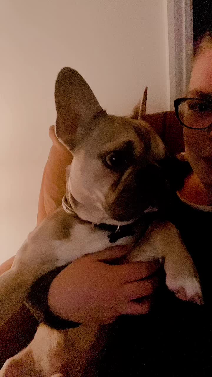 @BarryTheFrenchie