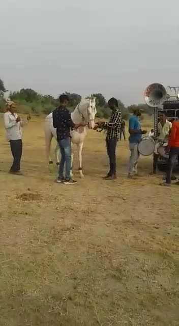 @HajiBhai malthari 🐴