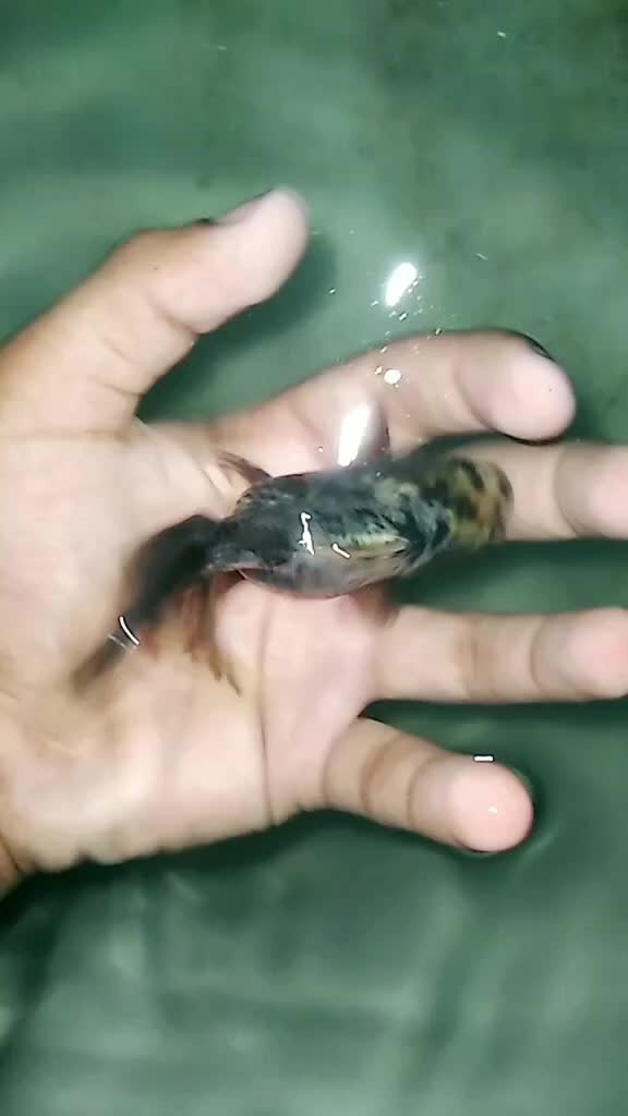@๐ฅต?๐๐๐๐_๐๐®๐ฅต