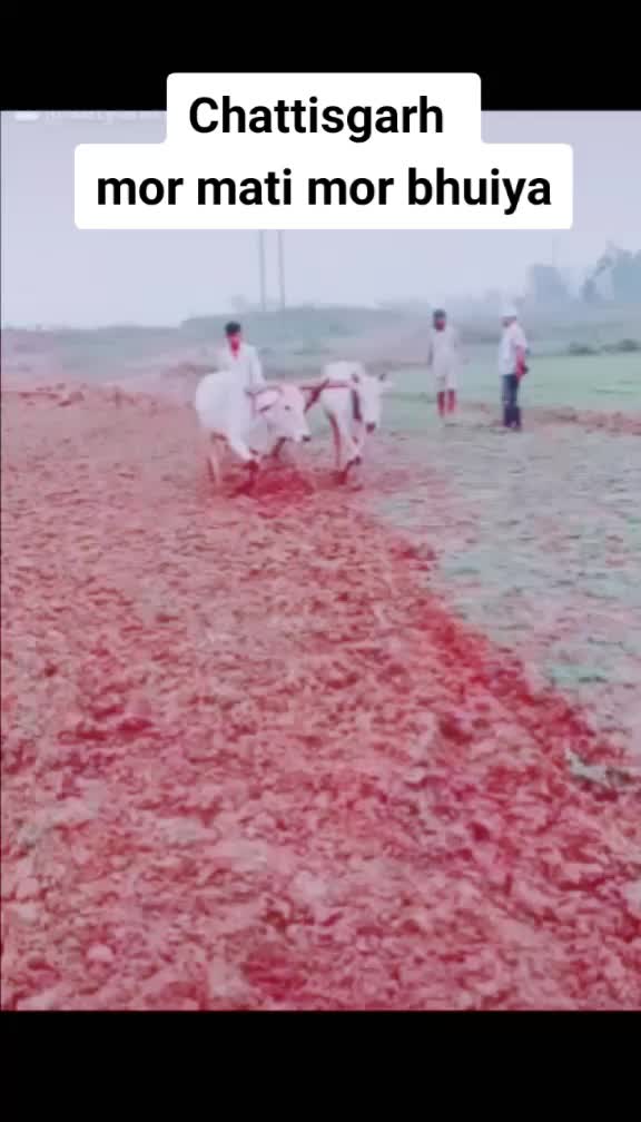 @कोरबा जिला के शेर