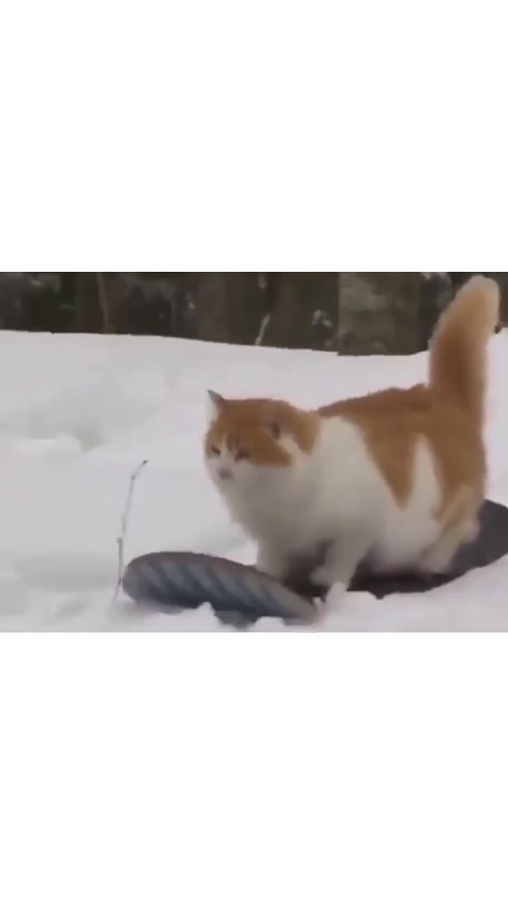 @камушек-мизантроп.