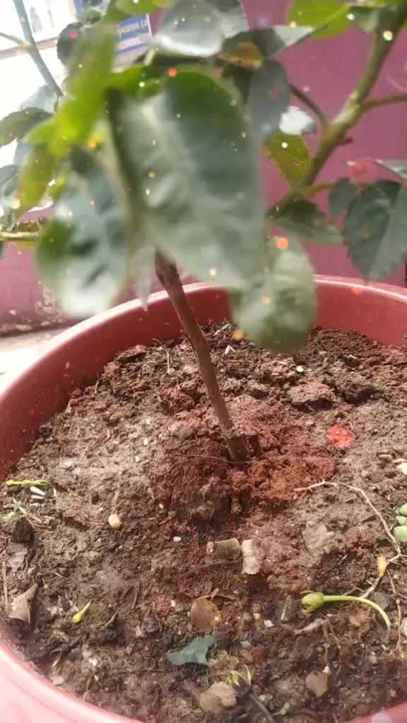 @Hardik Khattri