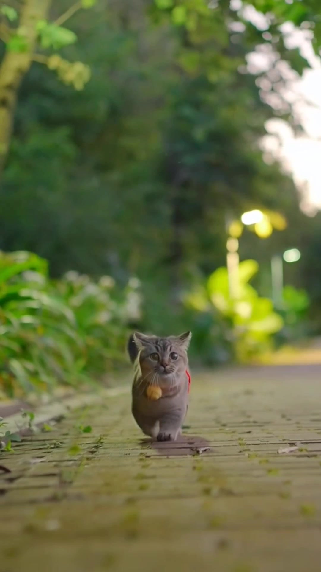 @ourpetsfriends