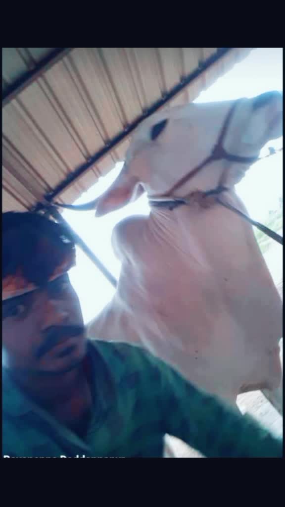 @ಹೂಸೂರು ಹುಲಿ