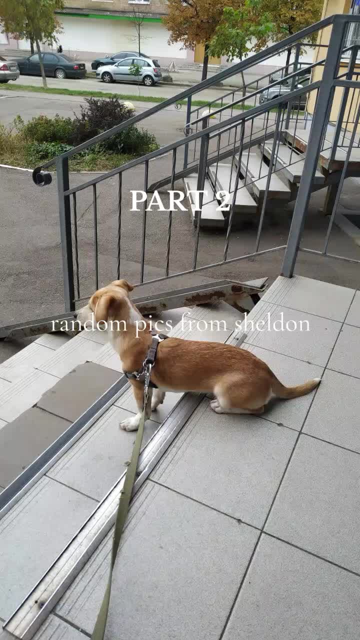 @Sheldonthedog