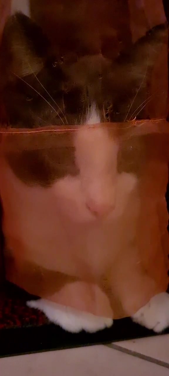 @Sia 🐱