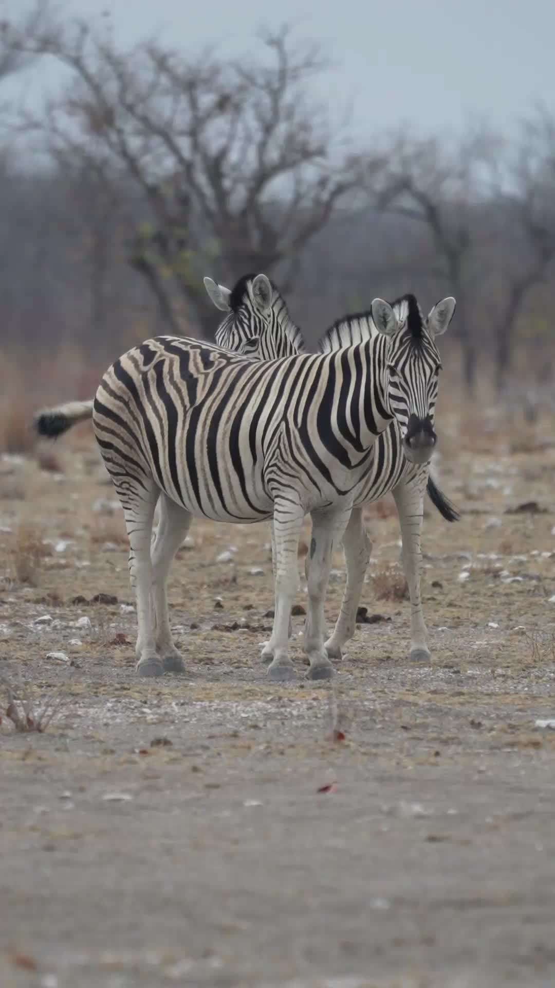 @Madbookings Travel Namibia