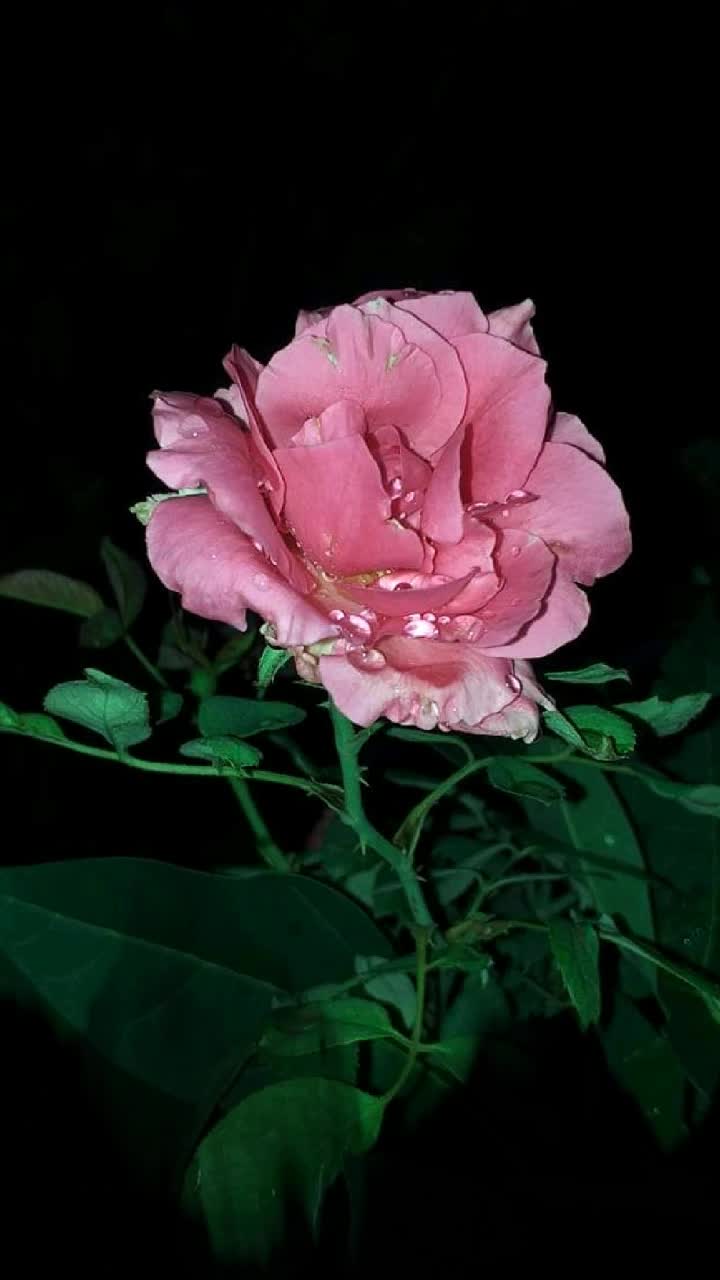 @ʳᵒʷᵈʸ᭄mȺsŧȺn