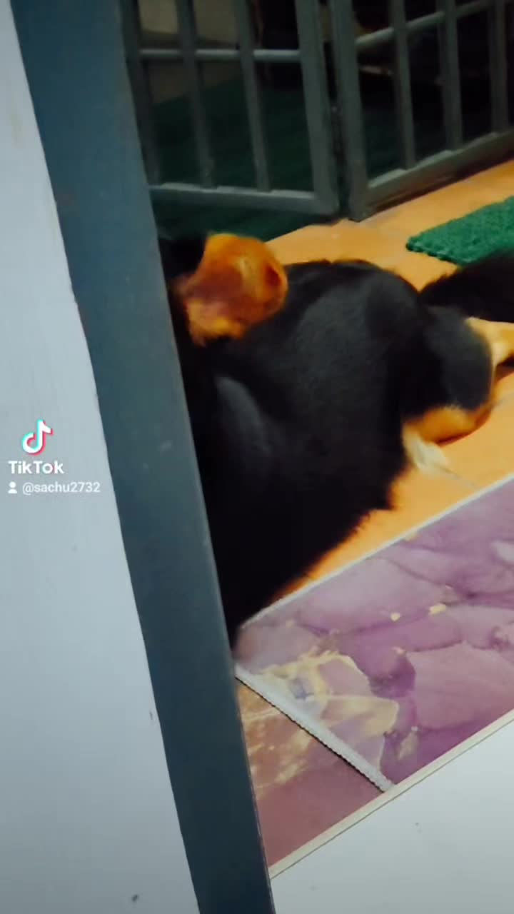 @Cholanz🐕