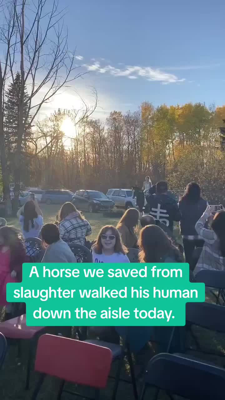 @Horse Heroes Alberta