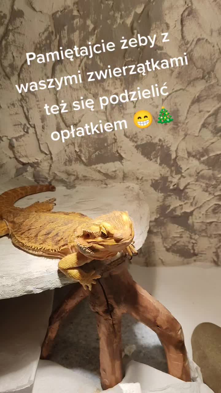 @Zielax
