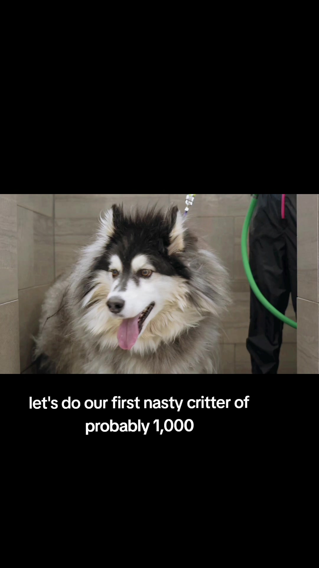 @Girl With The Dogs