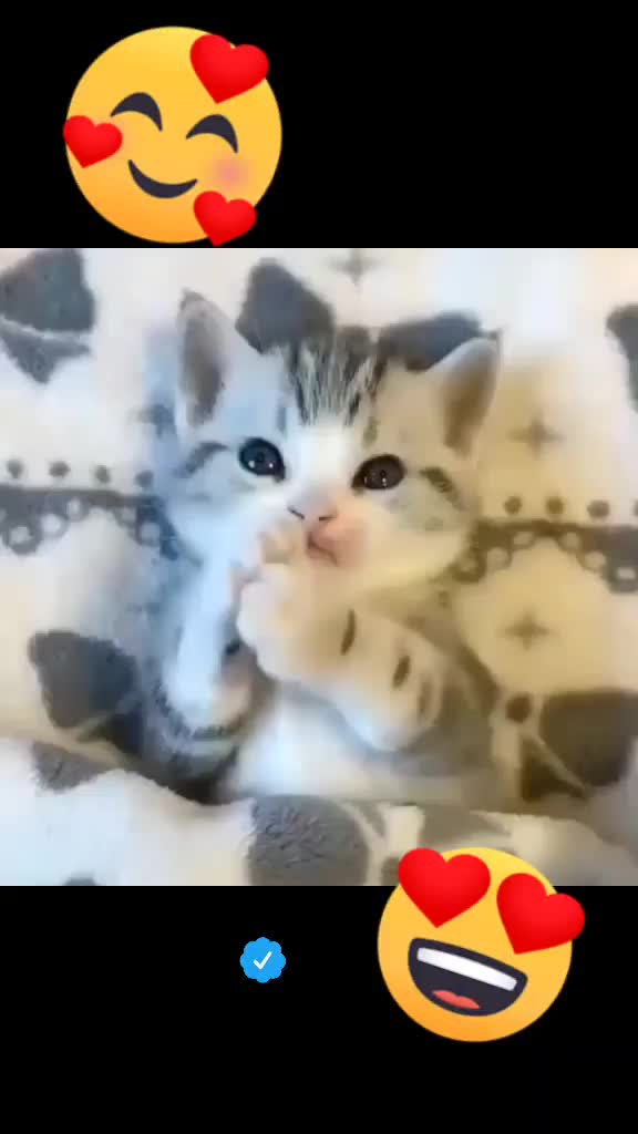 @OneCat