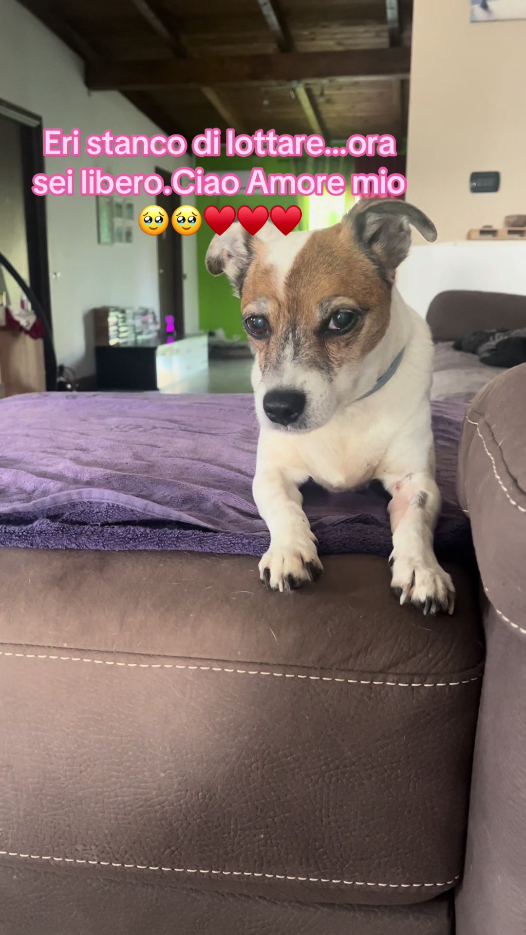 @The Queen 👑 My Dog Family &hearts;️