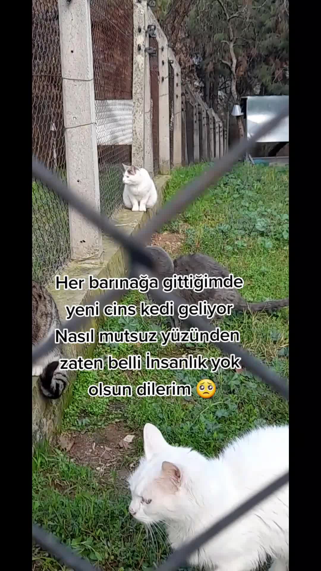 @❤️🐾Patilerin 🐾 dostu 🐾❤️