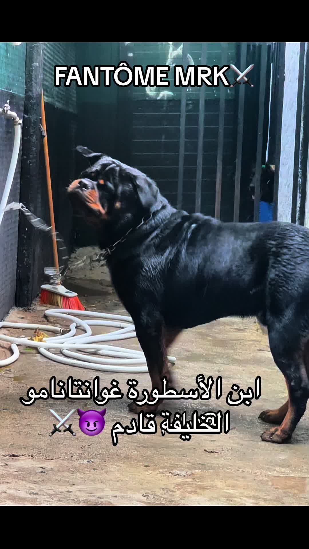 @Marwan Rottweiler-ke