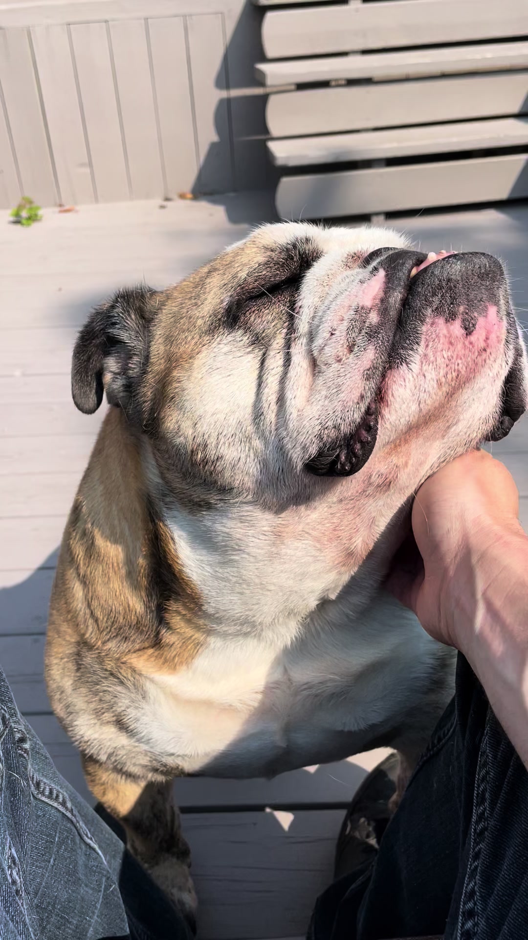@Pedrobulldog
