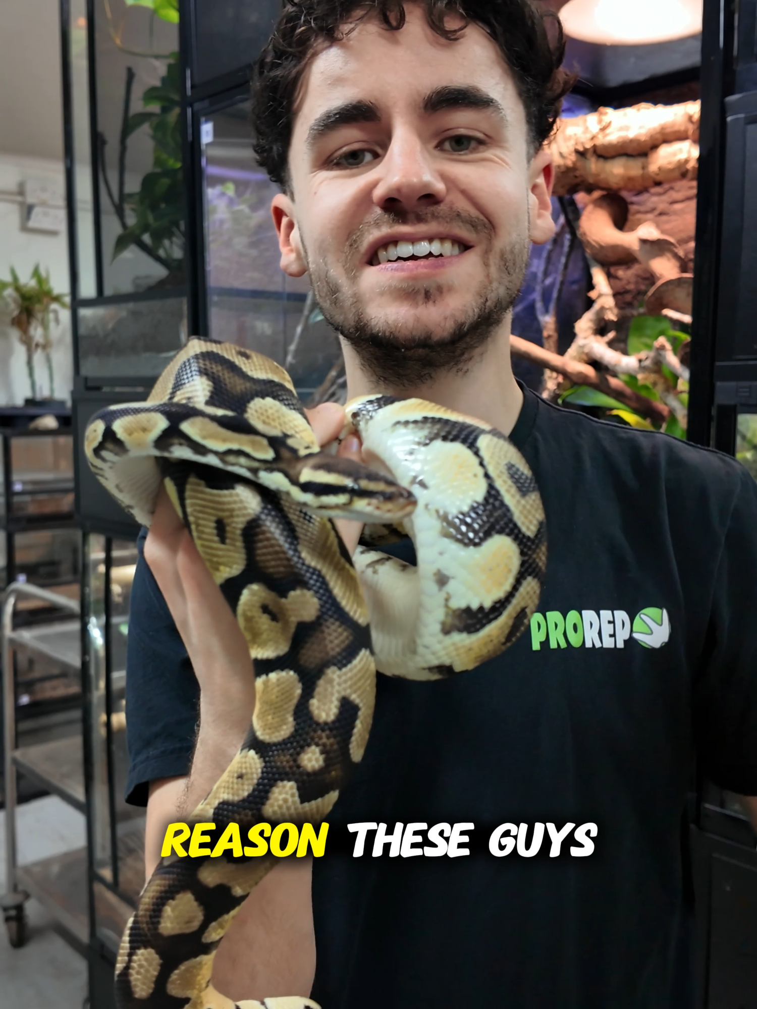 @prorep_reptile